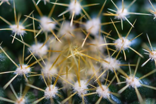 Close-up view of the glochids of a bright green cactus, macro of a succulent plant