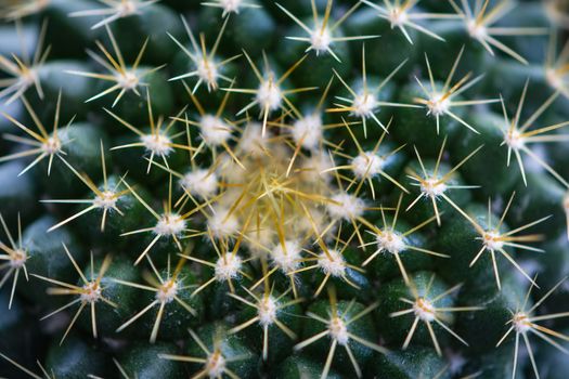 Close-up view of the glochids of a bright green cactus, macro of a succulent plant