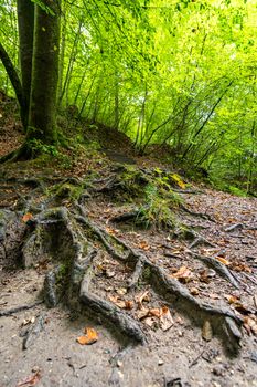 Fantastic hike through the Spetzgarter and Hodinger Tobel on Lake Constance with waterfalls and a primeval forest-like atmosphere