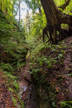 Fantastic hike through the Spetzgarter and Hodinger Tobel on Lake Constance with waterfalls and a primeval forest-like atmosphere