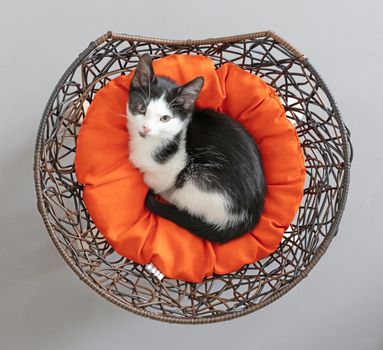 Closeup shot of a cute little black and white kitten resting in a basket