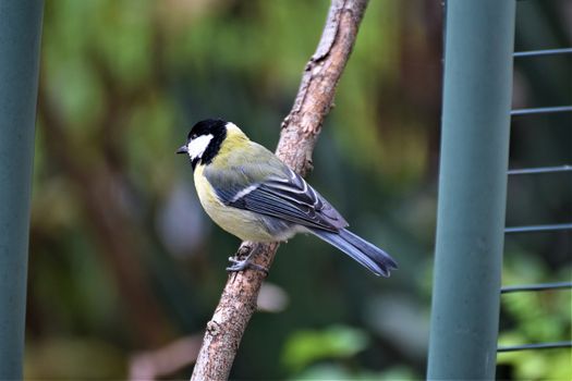 Great tit on a wooden stick next a green metal pipe and grate against a blurry background