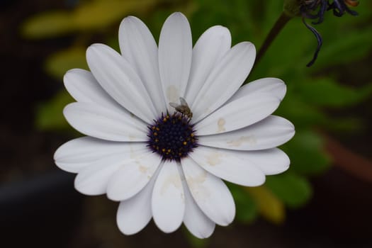 Cape marguerite with brown water stains and a fly