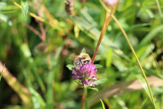 Close up of a bee sucking nectar from a red clover blossom