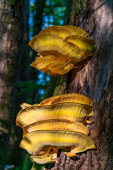 Beautiful multi-colored mushrooms in the autumn forest in Germany