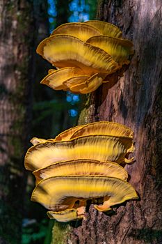 Beautiful multi-colored mushrooms in the autumn forest in Germany