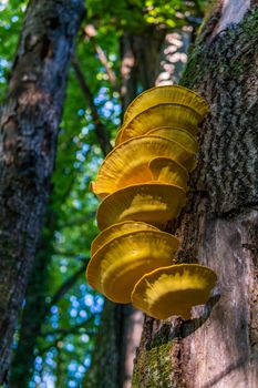 Beautiful multi-colored mushrooms in the autumn forest in Germany