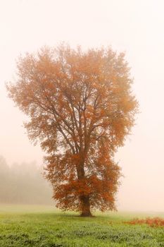 Lonely tree covered with dry leaves on a foggy morning in autumn