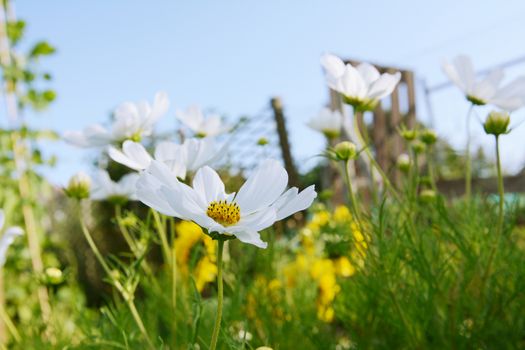 White cosmos flower, Dwarf Sensation, blooming in a flower garden on a bright summer day