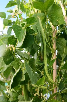 Long runner bean, Wey variety, among lush foliage and white flowers, growing in a vegetable garden