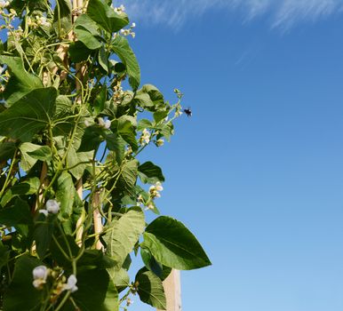 Bumblebee flying to white flowers of Wey runner bean vines, growing up a cane wigwam; copy space on blue sky