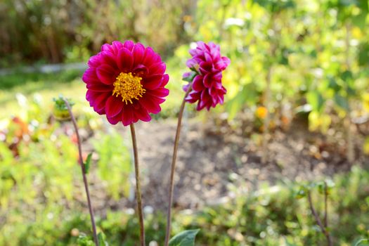Dark pink dahlia flower with yellow centre growing in a lush green allotment garden