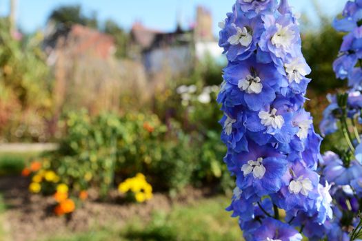Blue delphinium blooms with white centres in a sunny garden against background of flowers and vegetable plants
