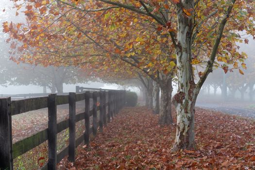 Rows of deciduous trees on foggy autumn morning in rural countryside