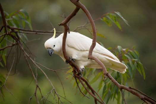 Sulphur crested cockatoo on a gum tree branch in bush land