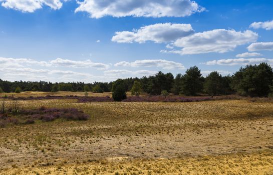 the nature reserve Maasduinen with the sandy heathland and forests in North Limburg in the Netherlands