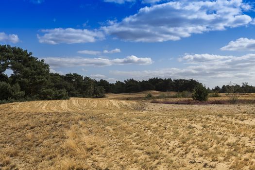 the nature reserve Maasduinen with the sandy heathland and forests in North Limburg in the Netherlands