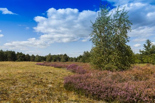 the nature reserve Maasduinen with the sandy heathland and forests in North Limburg in the Netherlands
