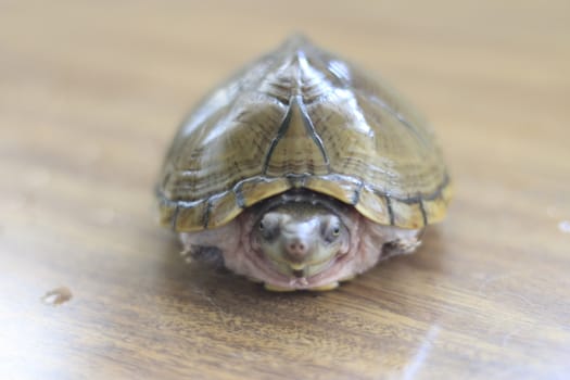 Razorback musk turtle or sternotherus carinatus isolated on table. High quality photo