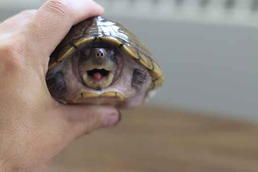 Razorback musk turtle or sternotherus carinatus isolated on table. High quality photo