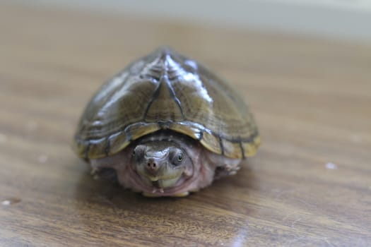 Razorback musk turtle or sternotherus carinatus isolated on table. High quality photo