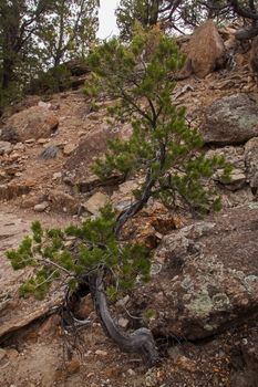 Limber Pine (Pinus flexilis) in Petrified Forest State Park, Escalante. UT. USA