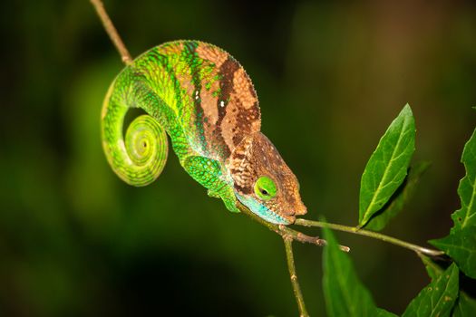 One Colorful chameleon on a branch of a tree