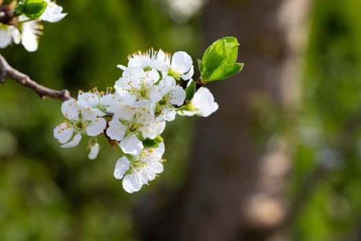 The White cherry blossoms with the first green leaves