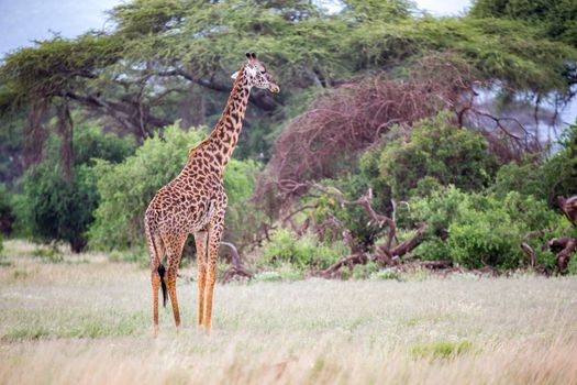 A giraffe is walking in the savannah between the plants