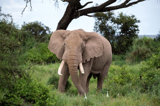 An elephant in the savannah of a national park in Kenya