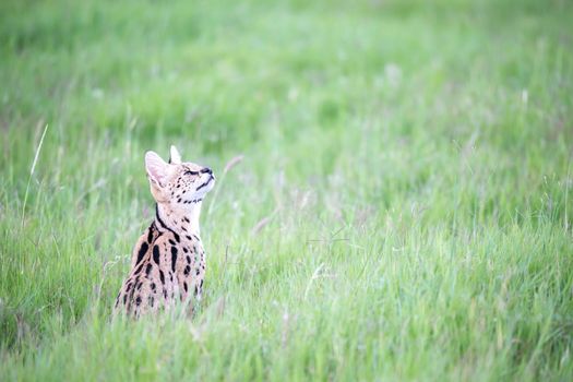 A serval cat in the grassland of the savannah in Kenya