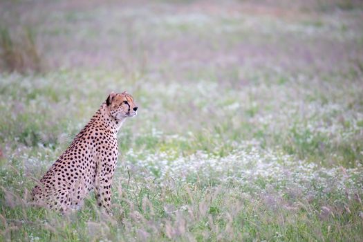 Cheetah in the grassland in the national park in Kenya