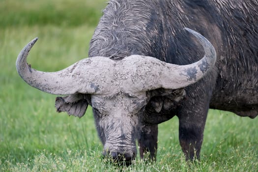 A big buffalo in the grassland of the savannah