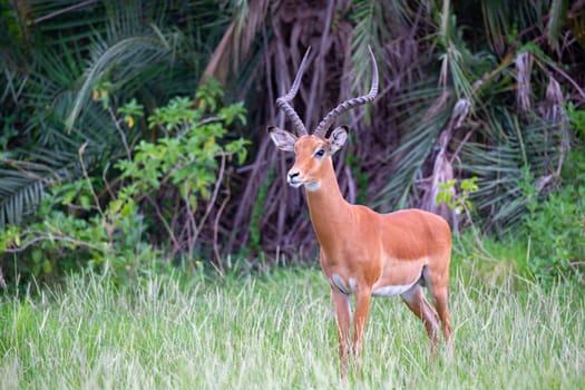 One antelope is standing in the grass in front of the bush