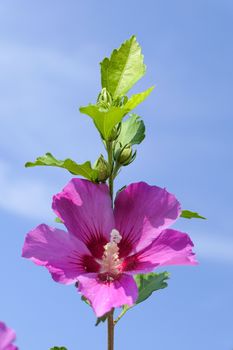 One beautiful pink flower with a blue sky in the background