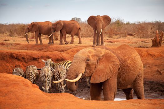 Big red elephants with some zebras on a waterhole, on safari in Kenya