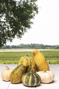 some colorful pumpkins on a white wooden table