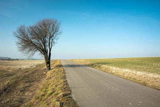 Tree without leaves on an asphalt road, horizon and blue sky