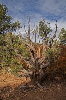 Living trees in the Petrified Forest National Park, Escalante. Utah