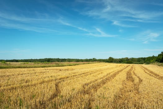 Wheel tracks on stubble, forest on horizon and blue sky, summer view