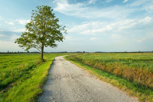 Lonely tree on a dirt road, summer view