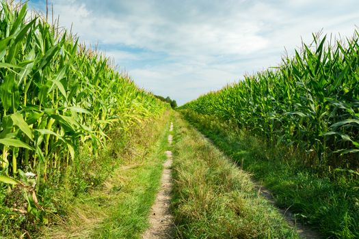 Ground road in maize field, summer view