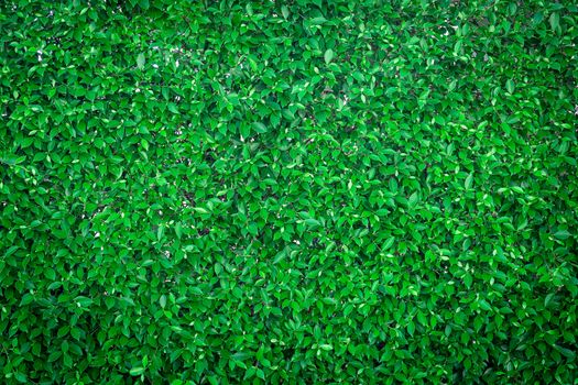 Closeup group of green leaves texture background.