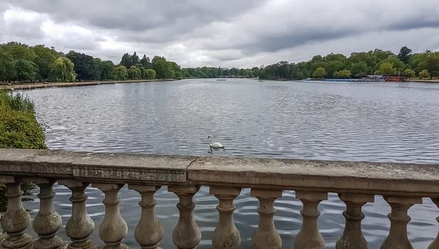Beautiful white swan in Hyde Park lake. London, UK.