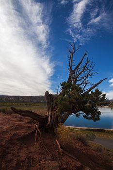 Living trees in the Petrified Forest National Park, Escalante. Utah