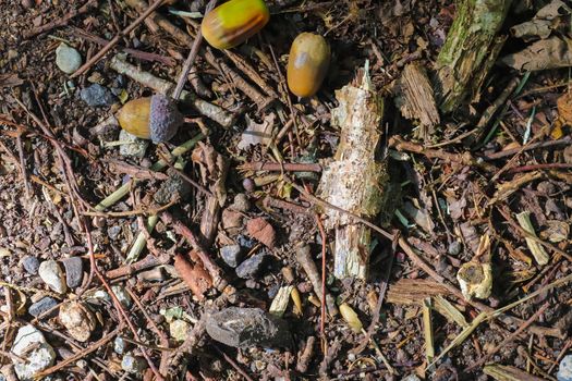 Forest floor with beech nuts from oaks. Nature background texture with copy space. High angle view from above