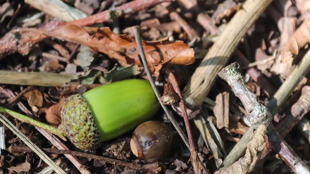 Forest floor with beech nuts from oaks. Nature background texture with copy space. High angle view from above