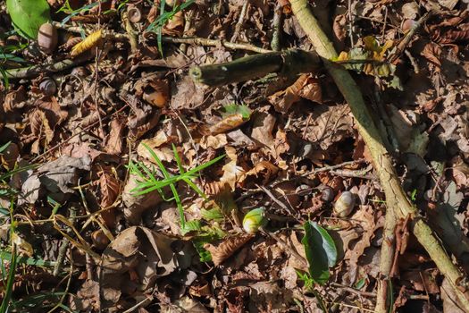 Forest floor with beech nuts from oaks. Nature background texture with copy space. High angle view from above