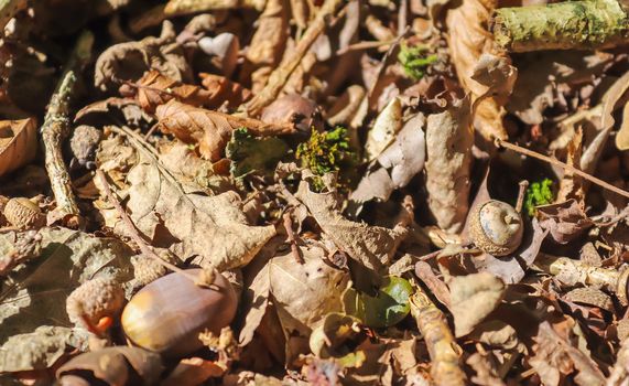 Forest floor with beech nuts from oaks. Nature background texture with copy space. High angle view from above