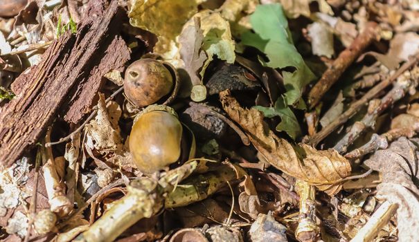 Forest floor with beech nuts from oaks. Nature background texture with copy space. High angle view from above